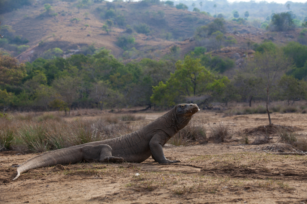 a majestic Komodo Dragon with the Landscape of Komodo Nationalpark in the background