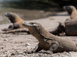 Several Komodo Dragons gathered together
