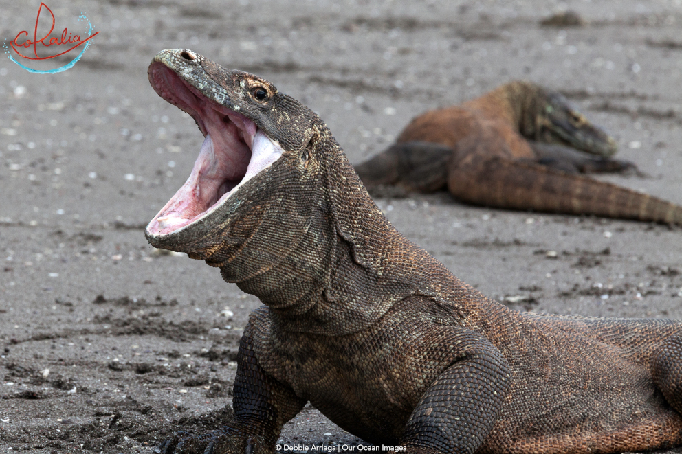 Komodo dragon in Horseshoe Bay on Rinca Island in Komodo with Coralia Liveaboard in Indonesia