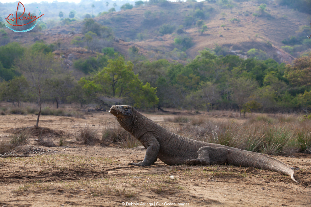 Komodo dragon on Rinca Island in Komodo with Coralia Liveaboard in Indonesia