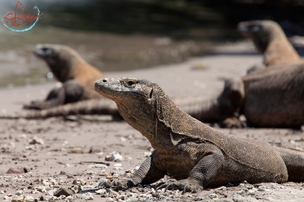 Komodo dragons on the beach on Rinca Island in Komodo with Coralia Liveaboard in Indonesia