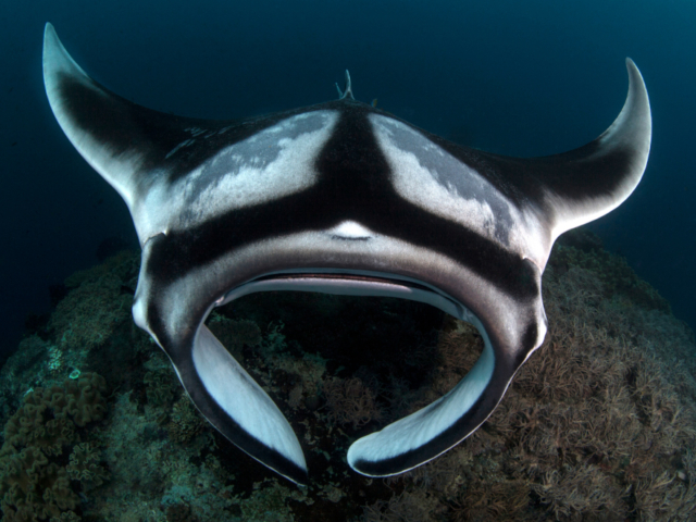 black and white Manta Ray encountered while diving in Raja Ampat with Coralia Liveaboard in Indonesia