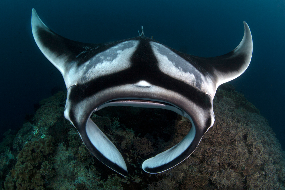 black and white Manta Ray encountered while diving in Raja Ampat with Coralia Liveaboard in Indonesia