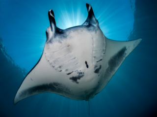 A Manta Ray from below spotted while scuba diving at Komodo National Park with Coralia Liveaboard in Indonesia