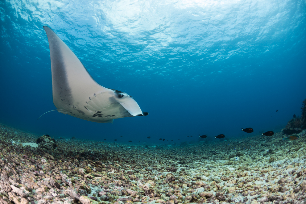 A reef manta ray gliding along the bottom at Takat Makassar in Komodo National Park, Indonesia