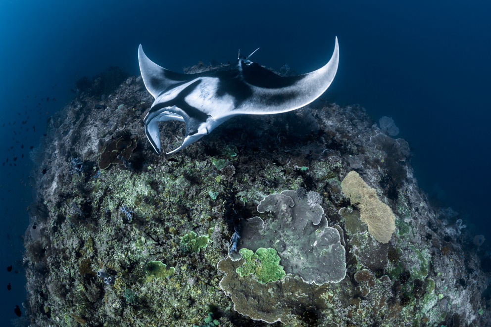 Manta ray in Raja Ampat Coralia Liveaboard Indonesia