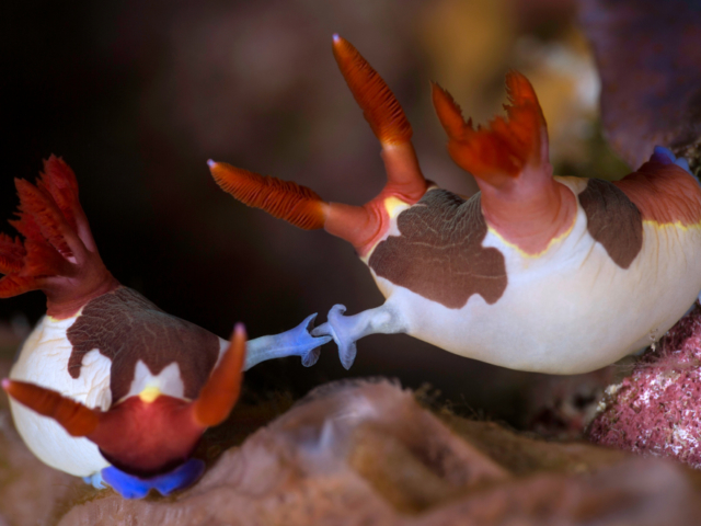 Mating nudibranchs in Alor Coralia Liveaboard Indonesia