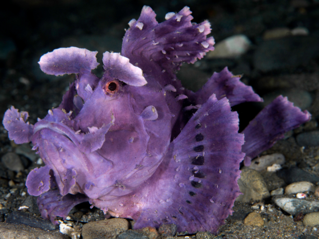 A purple paddleflap scorpionfish underwater at Banda and Forgotten Islands in Indonesia