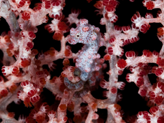 pink Pygmy Seahorse spotted while diving in Raja Ampat with Coralia Liveaboard Indonesia
