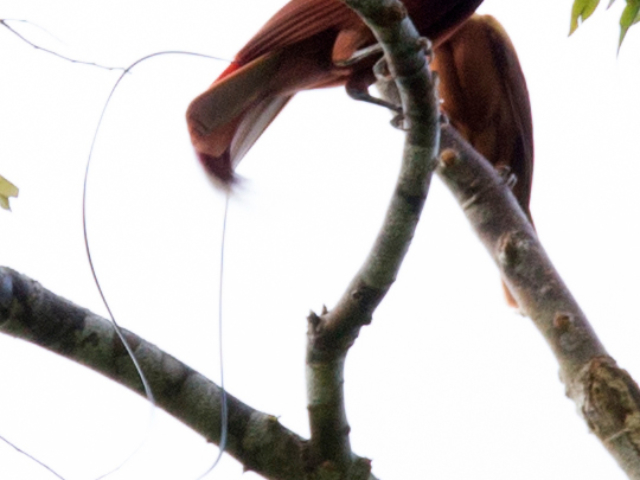 The endemic Red Bird of Paradise in Raja Ampat