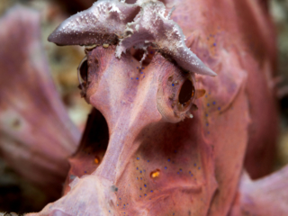 the rose colored paddleflap scorpion fish can be encountered while scuba diving in Komodo Indonesia