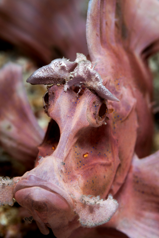 the rose colored paddleflap scorpion fish can be encountered while scuba diving in Komodo Indonesia