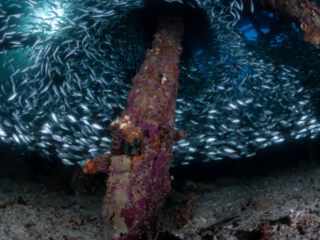 A large School of Scads sheltering below a jetty in Raja Ampat Indonesia
