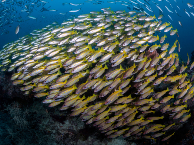 School of yellow Snappers spotted while diving Raja Ampat with Coralia Liveaboard Indonesia