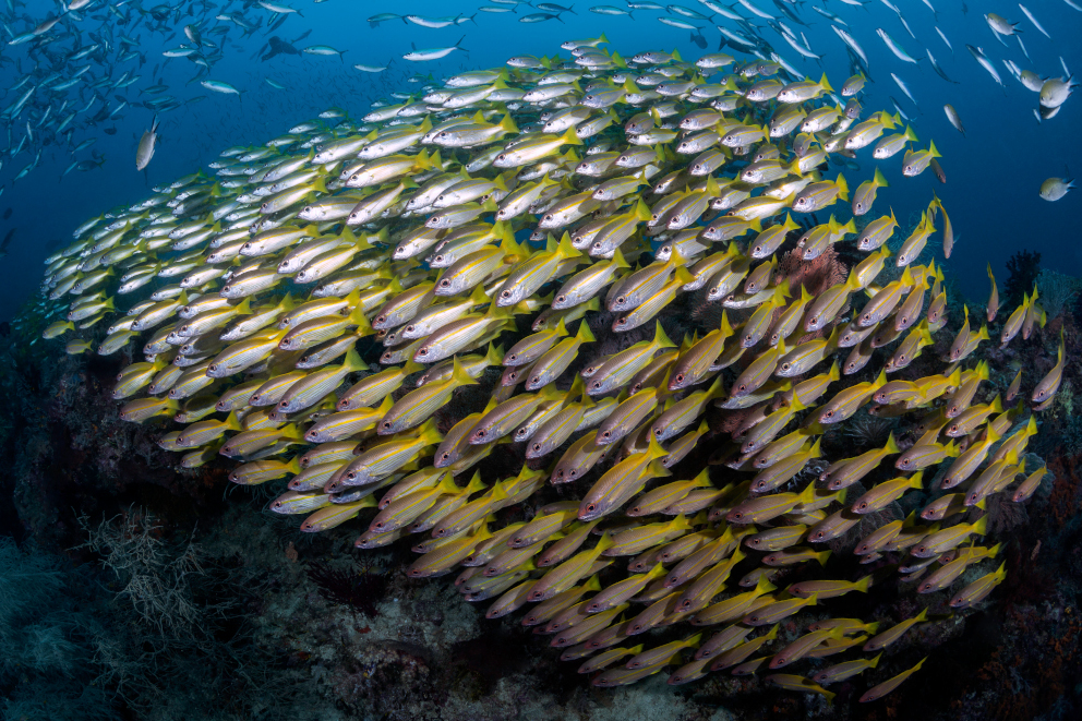 School of yellow Snappers spotted while diving Raja Ampat with Coralia Liveaboard Indonesia