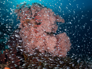 A pink seafan surrounded by fish at Komodo National Park in Indonesia