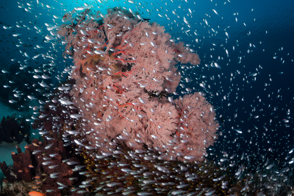 A pink seafan surrounded by fish at Komodo National Park in Indonesia