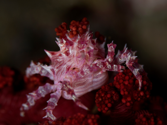 Soft Coral Crab in Alor Indonesia