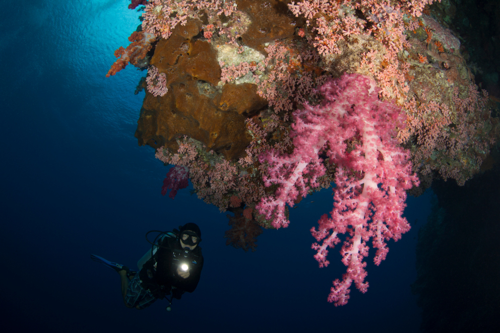 Pink Soft Corals and a scuba diver at Banda and Forgotten Islands in Indonesia