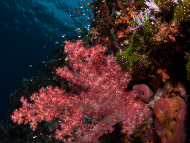 a colorful reef with soft corals in Alor Indonesia