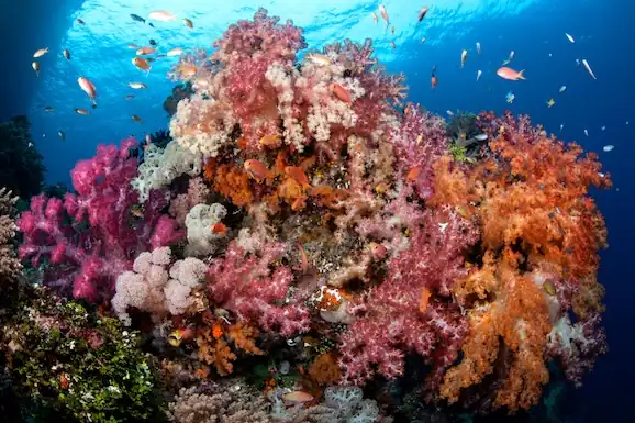 Soft corals in Raja Ampat with Coralia Liveaboard
