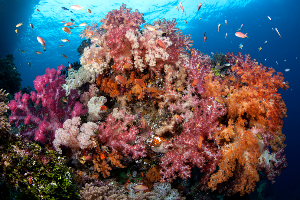 Colorful Soft Corals in Raja Ampat Indonesia