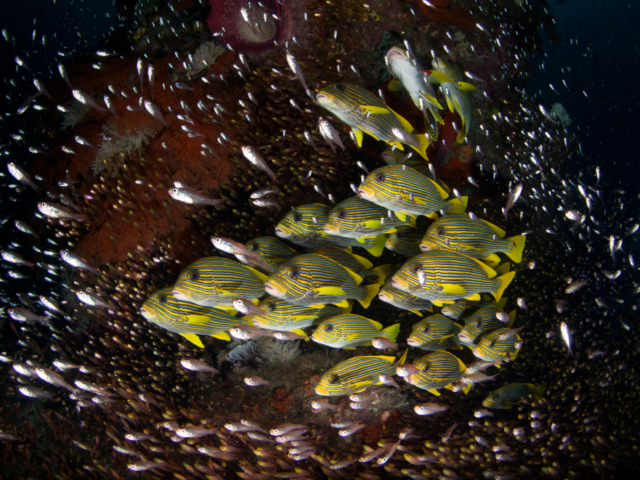 Ribbon Sweetlips at Otdima Reef in Raja Ampat