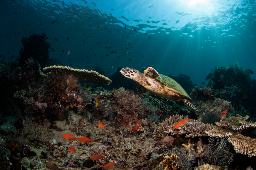 A hawksbill turtle cruising along at one of the beautiful reefs in Komodo, Indonesia