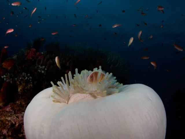 A white anemone spotted underwater in Alor with Coralia Liveaboard Indonesia