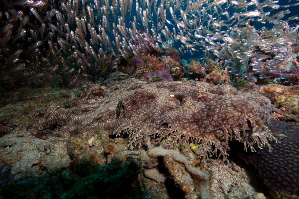 the tasseled Wobbegong shark surrounded by glassfish in Raja Ampat Indonesia