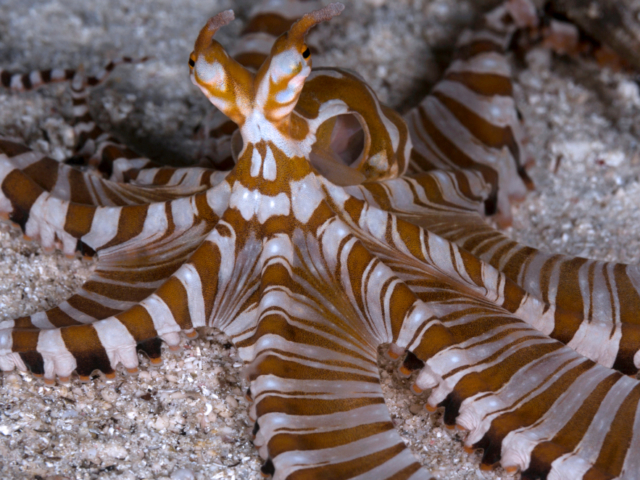 Wunderpus Octopus encountered underwater while diving with Coralia Liveaboard Indonesia