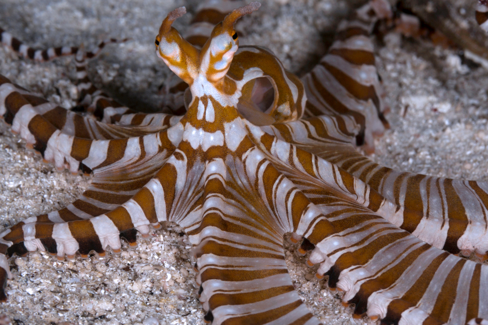 Wunderpus Octopus encountered underwater while diving with Coralia Liveaboard Indonesia