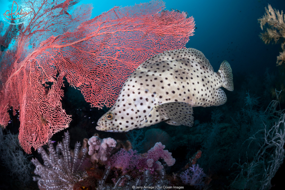 Adult barramundi cod with Coralia Liveaboard in Triton Bay in Indonesia