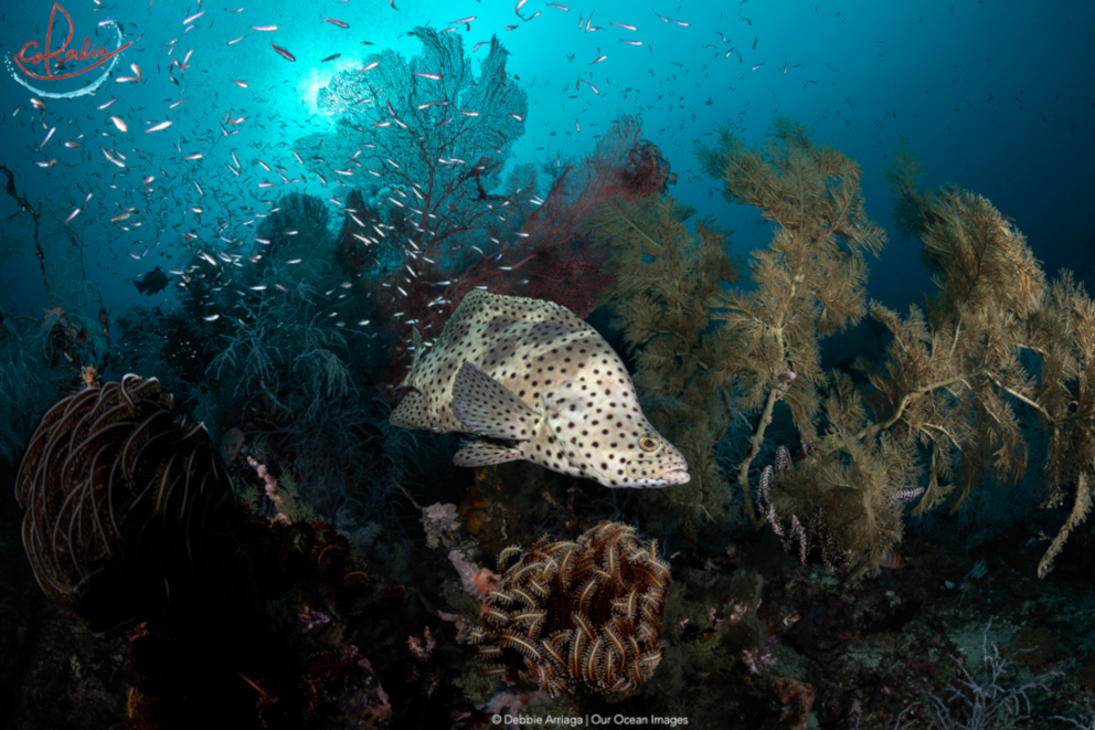 Adult barramundi cod with corals with Coralia Liveaboard in Triton Bay in Indonesia