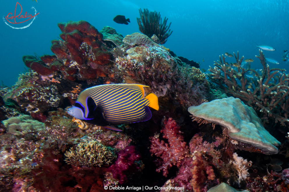 Adult emperor angelfish with Coralia Liveaboard in Raja Ampat in Indonesia