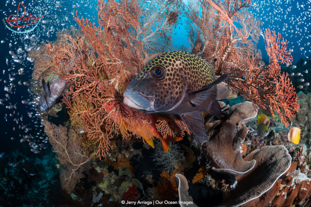 Adult harlequin sweetlips with Coralia Liveaboard in Raja Ampat in Indonesia