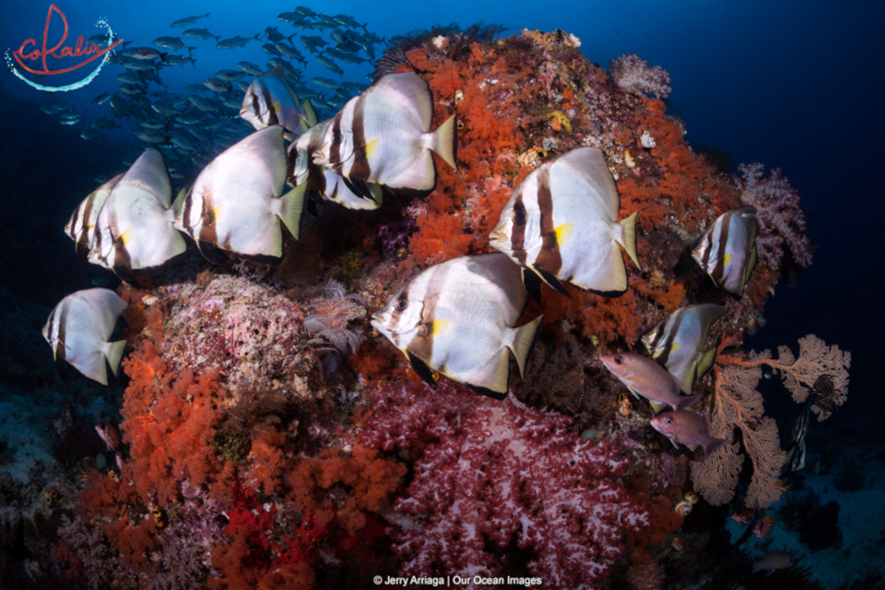 Adult pinnate batfish with Coralia Liveaboard in Raja Ampat in Indonesia