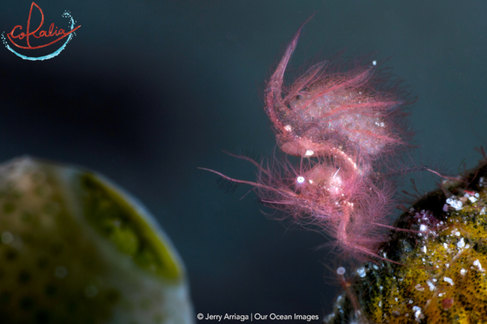 Algae shrimp in Indonesia with Coralia Liveaboard