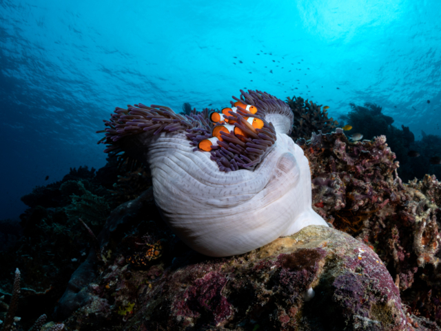 Anemone spotted while scuba diving in Cenderawasih Bay with Coralia Liveaboard in Indonesia