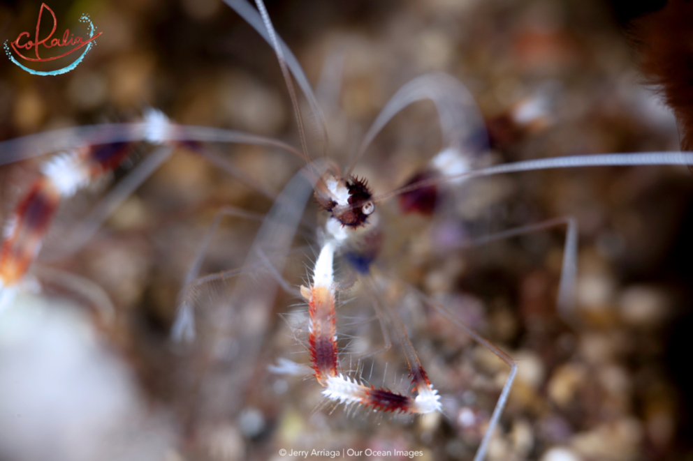 Banded coral shrimp in Indonesia with Coralia Liveaboard