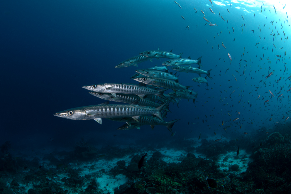 Barracudas spotted while scuba diving in Cenderawasih Bay with Coralia Liveaboard Indonesia