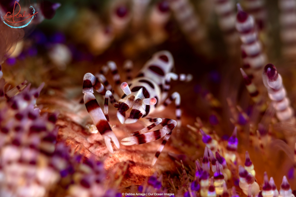 Coleman shrimp in Indonesia with Coralia Liveaboard