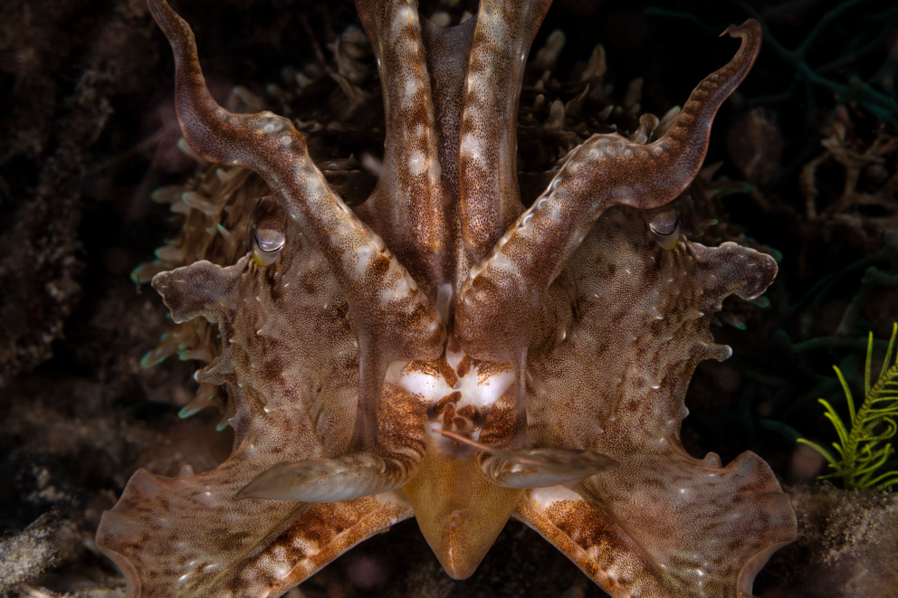 the face of a Cuttlefish in Cenderawasih Bay Indonesia