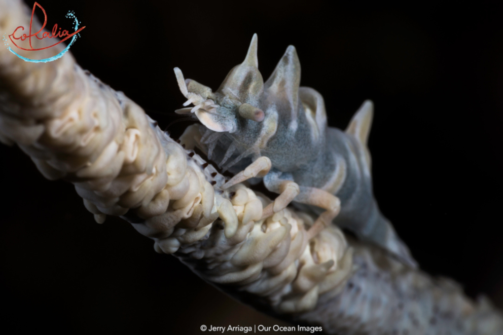 Dragon shrimp sitting on the branch of a coral