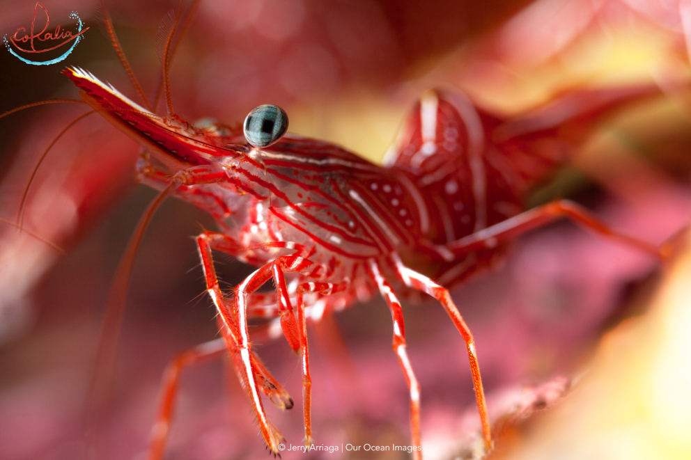 Durban dancing shrimps in Indonesia with Coralia Liveaboard