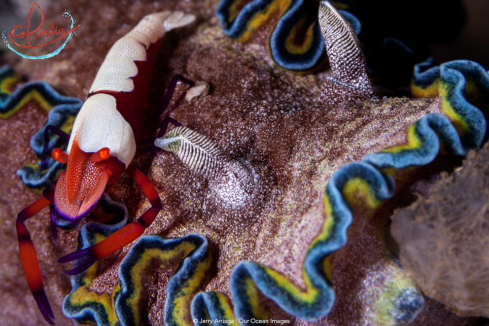 Emperor shrimp on a coral discovered while scuba diving