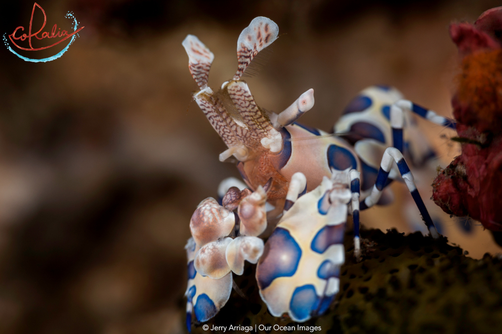 Harlequin shrimp with its blue spots