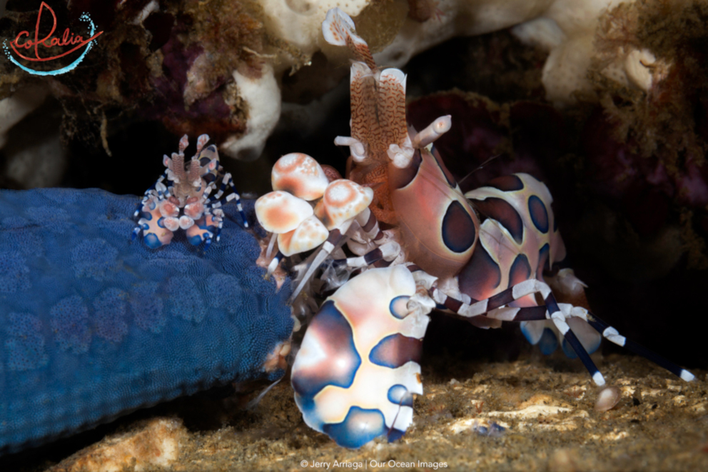 A large and a small Harlequin shrimp next to each other underwater