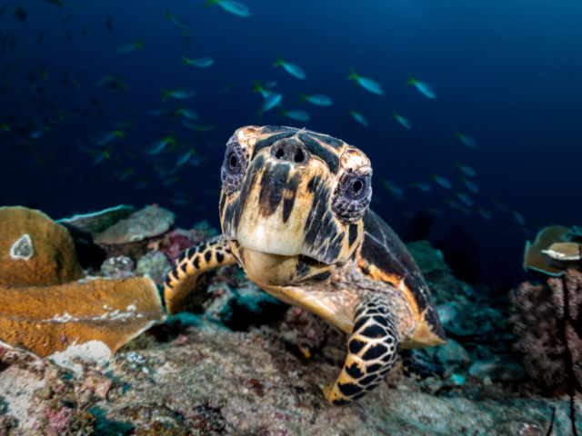 Hawksbill Turtle undwater at Cenderawasih Bay with Coralia Liveaboard Indonesia