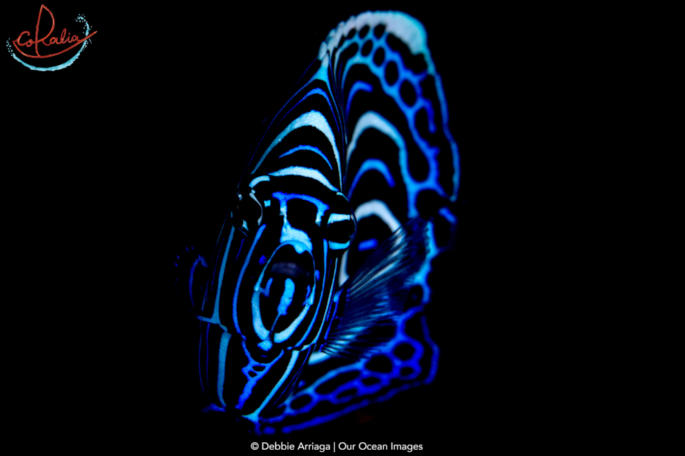 Juvenile emperor angel fish with Coralia Liveaboard in Raja Ampat in Indonesia